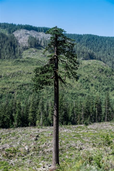 largest douglas fir pseudotsuga menziesii tree   world photorator