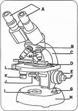 Microscopio Optico sketch template