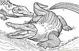 Crocodile Printable Coloring Pages Alligators Color sketch template