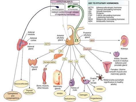 secretion  hormones  controlled  negative endocrine