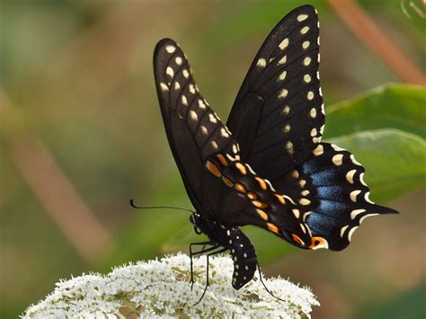 capt mondos photo blog blog archive black swallowtail butterfly