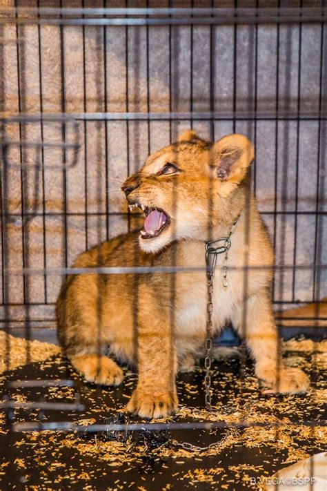 Lion Cub Seized From Man S Apartment In Paris Suburb