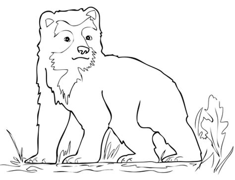 spectacled bear cub coloring page  printable coloring pages