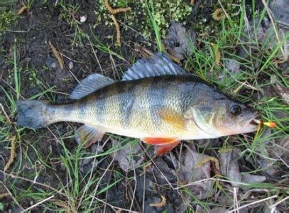 fall yellow perch techniques freshwater fishing news