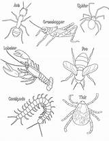 Coloring Arthropods Arthropod Insect Insects Worksheets Color Body Pages Colouring Anatomy Biologycorner Parts Compare Licensed Noncommercial Sharealike Attribution License Commons sketch template