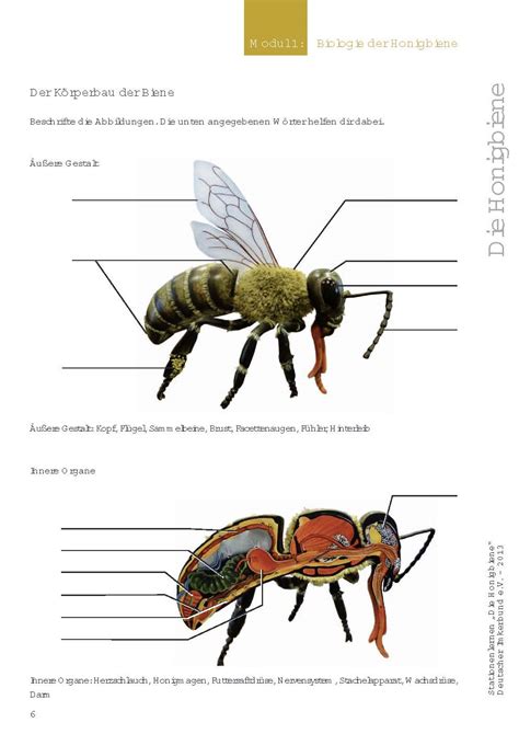 die honigbiene stationenlernen mit kostenlosem