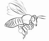 Bee Coloring Pages Template Printable Kids Outline Templates Bees Drawing Colouring Color Print Simple Board Shape Bestcoloringpagesforkids Insect Animals Getdrawings sketch template