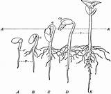 Seed Stages Bean Clip Plant Clipart Growth Life Seedling Root Ground Surface Coloring Pages Sketch Cotyledons Template Etc sketch template