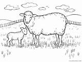 Sheep Field Pages Coloring4free Coloring Related Posts Printable sketch template