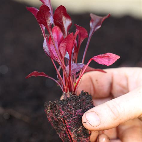 leaf beet bulls blood plug plants order  rocket gardens