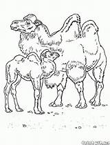 Desierto Camellos Colorkid Niños sketch template