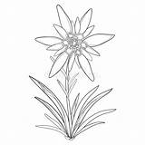 Edelweiss Edelweiß Leontopodium Alpinum Alp Blume Feuilles Isolement Lokalisiert Blätter Vektorentwurf Weißem Mounta Fiore Illustrationen sketch template