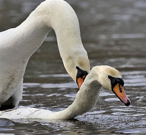Wetlands Mute Swans