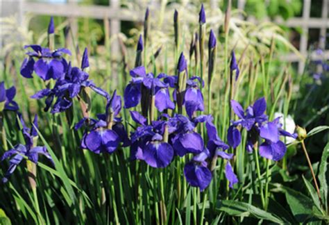 grow irises gardeners supply