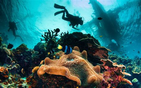 top spots  snorkelling  scuba diving  abu dhabi mybayut