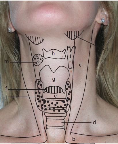 parts  throat diagram
