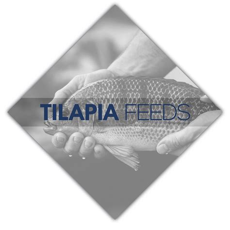 tilapia feed optimal aquafeed