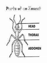 Arthropod Insects Arthropods Science sketch template