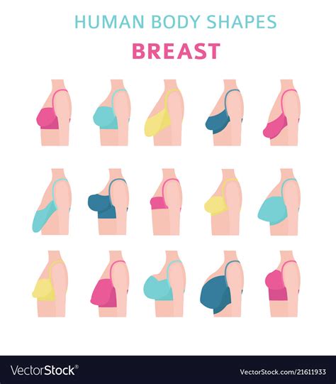 human body shapes woman breast form set bra types vector image