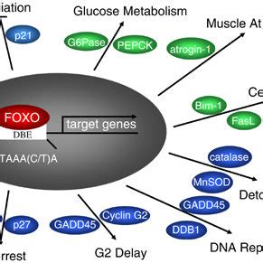 foxo targets gene functions  table