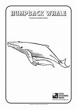 Humpback Coloring Whale Pages Cool Print sketch template