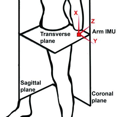 sagittal definition anatomy