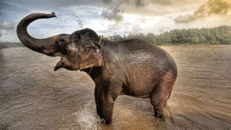 Elephant Wallpaper Hd 1080p Asian Elephant Elephant Facts Asiatic