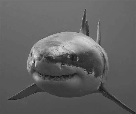 whats     face  face   great white shark sharkdiver