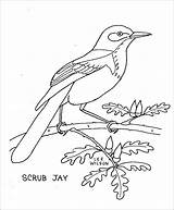 Jay Coloring Scrub Pages Coloringbay Getdrawings Drawing sketch template