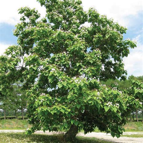 buy affordable big magnificent tree collection  trees trees    nursery arbor day