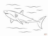Shark Squalo Bianco Hai Tiburon Ausdrucken Haai Disegni Malvorlage Haifisch Haie Kostenlos Kleurplaat Ausmalbild Grote Animais Tekening Supercoloring Weißer Weisser sketch template