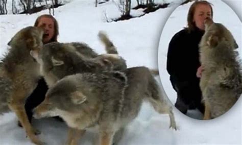 call of the wild amazing reaction of wolves who come running when