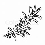 Rosemary Herbs Drawing Herb Outline Leaf Sketch Vector Getdrawings Spices Ingredients Realistic sketch template