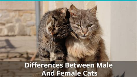 the differences between male and female cats how to tell cat genders