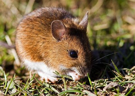 field mouse nibbles field mouse four legged image