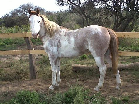 los caballos pelajes overo