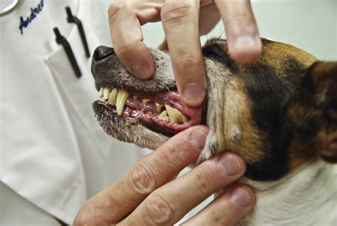clean  dogs teeth tampa bay animal hospitals