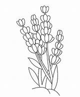 Lavender Drawing Flower Outline Coloring Getdrawings sketch template
