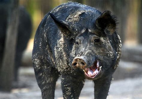 missouri bans hunting  feral hogs  public land state news
