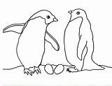 Eggs Penguin Printable Penguins sketch template