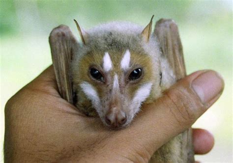 nbc news fox bat cute bat cute animals