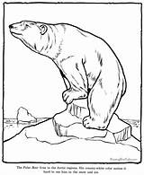 Coloring Polar Bear Zoo Pages Animals Animal Sheets Print Printable Drawing Head Printing Help sketch template