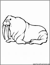 Walrus Coloring Animals Pages Printable Fun Kb Drawing Template sketch template