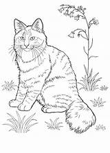 Coloring Cat Pages Adults Striped sketch template