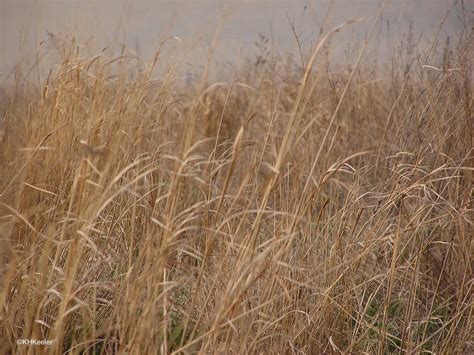 wandering botanist tallgrass prairie  lost ecosystem