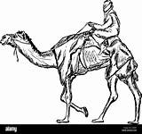 Camel Bedouin Illustration Drawing Draw Cartoon Stock Riding Caravan Depositphotos Getdrawings Alamy Walk Colour Going Paint Go Vector sketch template