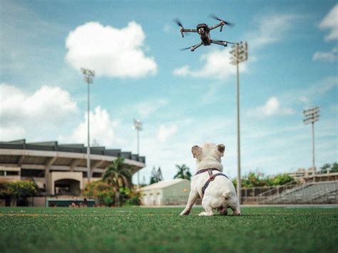 selfie drones   drone reviews training  dog dog training methods dogs