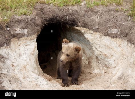 bear den  polar  res stock photography  images alamy