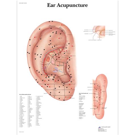 Anatomical Charts And Posters Anatomy Charts Ear Acupuncture Paper