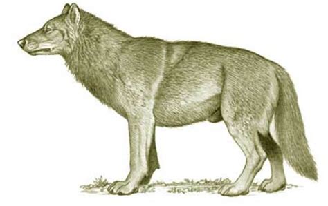 dire wolf  largest wolf    lived hubpages